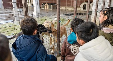 İzmir Büyükşehir'den sokak hayvanlarına kapsamlı destek