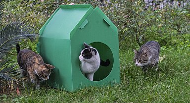 İzmir Büyükşehir'den sokak kedilerine sıcak yuva desteği