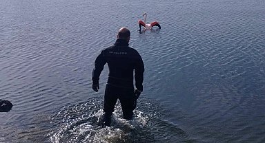 İzmir'de flamingoya dalgıçlardan hayat veren kurtarma