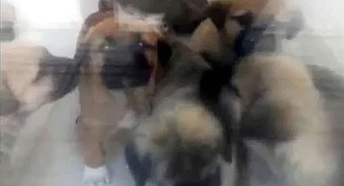 Köpeklere İstismar Davasında Karar Bozuldu