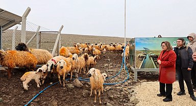 Meralarda hayvanlar temiz suya kavuşuyor
