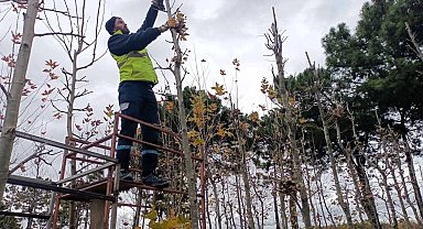 On binlerce bitki Kocaeli fidanlığında yetişiyor