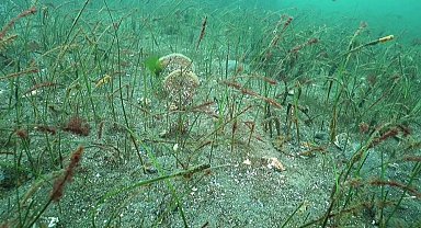 Prof. Dr. Sarı'dan Belediye Başkanlarına çağrı: Marmara için denize inin!