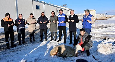 Sivas'ta kar yağışına şükür kurbanı