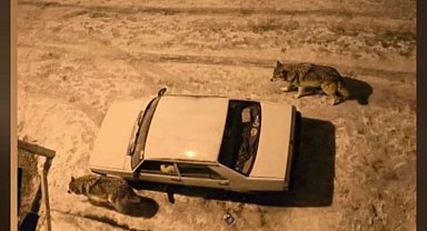 Yoğun kar sonrası kurtlar şehir merkezine indi