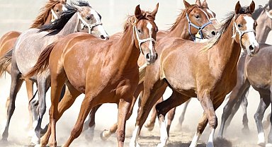 "100 milyon TL'lik tay kayıp" denilmişti... TİGEM'den açıklama geldi!