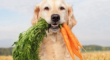 Araştırmalar: Köpeklerin beslenme alışkanlığını değiştirmek, gezegen için insanlarınkine göre daha büyük etki oluşturabilir