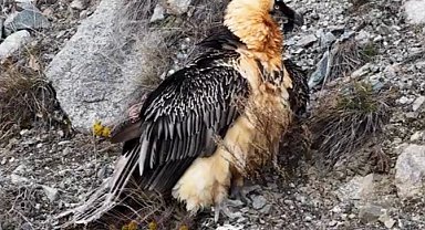 Artvin'de 'Sakallı Akbaba' yeniden doğaya salındı