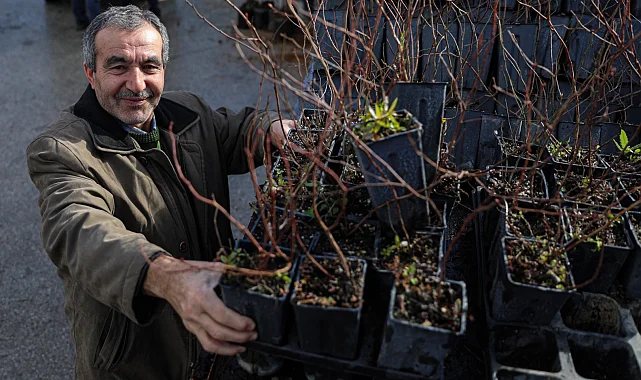 Bursa Büyükşehir'den kırsala fide ve fidan desteği sürüyor