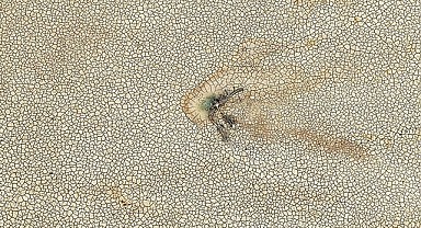 Bursa Ovası İçin Sevindirici Haber