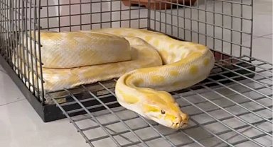 Denizli'de AVM'de sergilenen pitona el konuldu