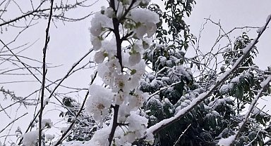Düzce Kaynaşlı'da erken çiçek açan erik ağacına beyaz örtü!
