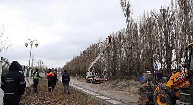 Ekolojik ömrünü tamamlayan kavaklar yerini çınarlara bırakıyor
