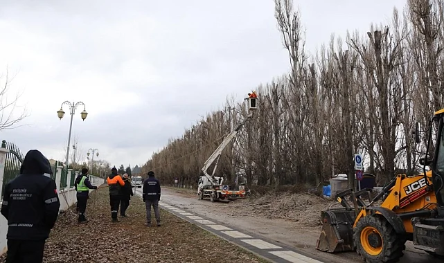 Ekolojik ömrünü tamamlayan kavaklar yerini çınarlara bırakıyor