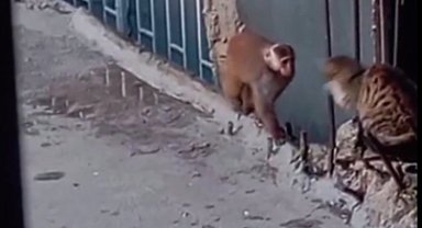 Fikirtepe'de çatılara dadanan rhesus makak yakalandı!