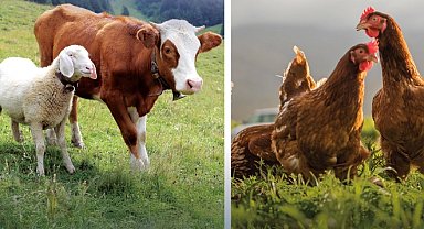 Hayvansal üretimde yükseliş... Sığırdan bala kadar artış var