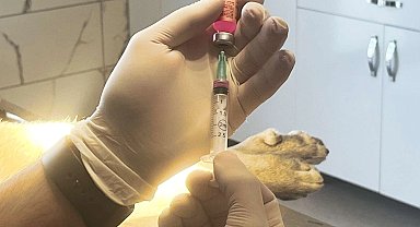 İstanbul Valiliği: Kentte son kuduz vakası 19 yıl önce görüldü