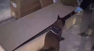 İstanbul'da hassas burun 'Leydi' operasyonda