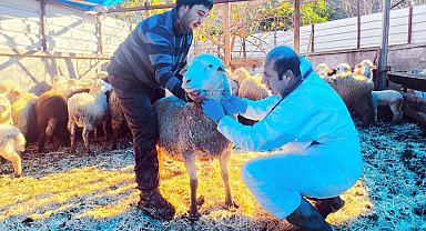 Karadeniz'in ilk hastalıktan ari koyunculuk işletmesi Giresun'da