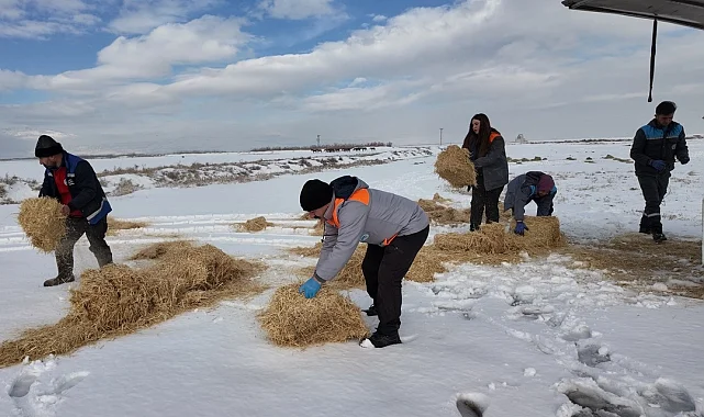 Kayseri Büyükşehir'den dilsiz dostlara merhamet eli