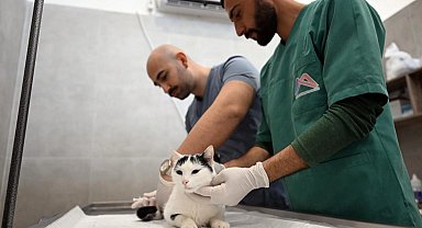 Kediler bu merkezde kısırlaştırılacak