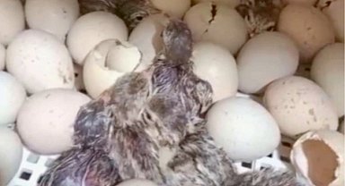 Kırılan her kabuk doğaya nefes oluyor