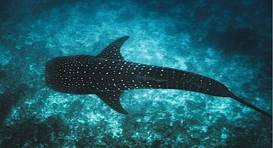 Maldivler ikonik balina köpek balıklarını korumak için Tech4Nature projesini başlattı