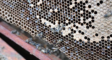 Manisa'da sel mağduru arıcıya destek