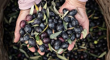 Marmarabirlik'ten 6,8 milyar TL'lik ciro ve ihracatta tarihi rekor