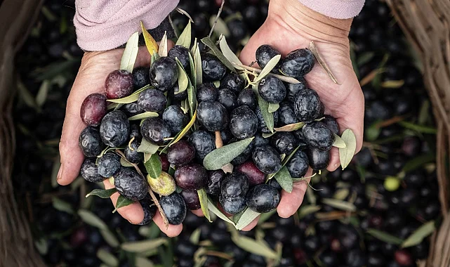 Marmarabirlik'ten 6,8 milyar TL'lik ciro ve ihracatta tarihi rekor