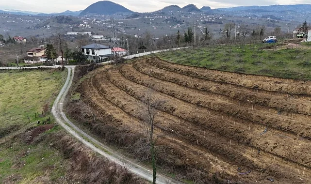 Ordu'da fındıkta verim artışı için yeni uygulama
