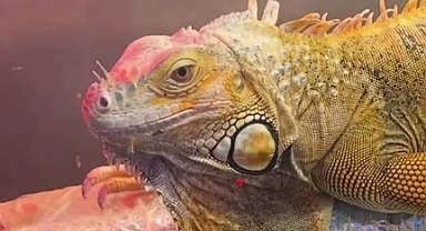 Samsun'da CITES operasyonu... 3 egzotik hayvana el konuldu