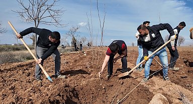 20 bin çınar Şanlıurfa için hazırlanıyor