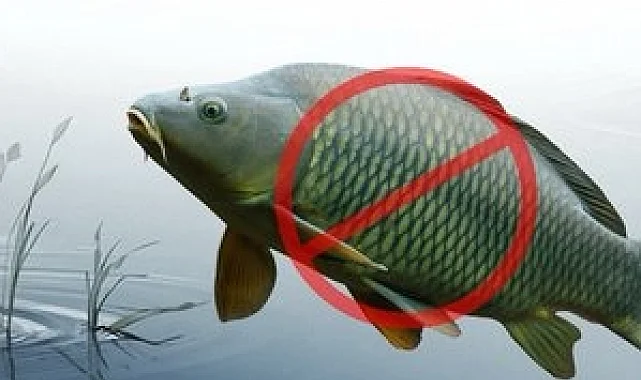 Adana'da sazangillerin avcılığına 31 Mayıs'a yasak!