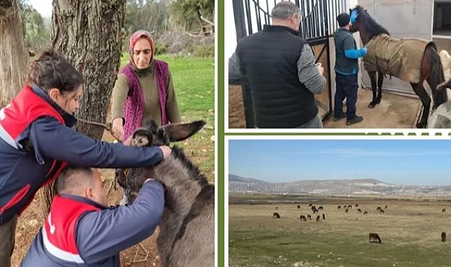 Afrika at vebası için ülke genelinde tarama başlatıldı