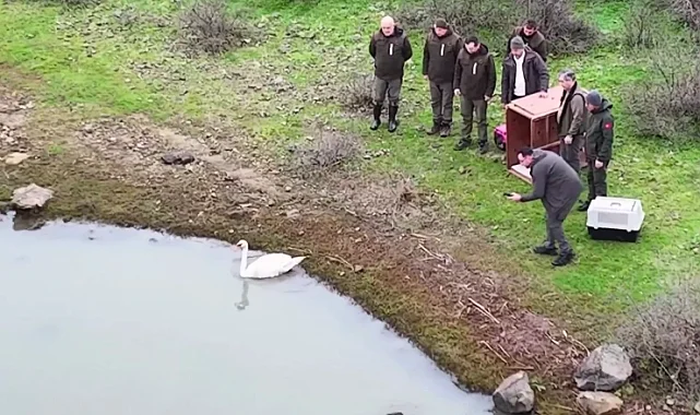 Ankara'da güçten düşen kuğu, Edirne'de doğaya salındı
