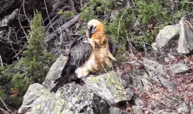 Artvin'de yaralı sakallı akbaba yeniden doğaya döndü