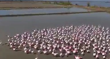 Aydın Söke'de flamingolar ve yaban kuşları için doğaya yardım