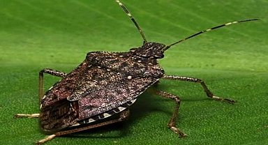 Bu böceği gördüğünüz yerde imha edin!