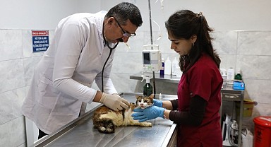 Bursa’da Araç Çarpması Sonrası Yaralanan Kedi Tedavi Edildi