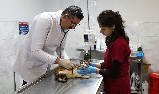 Bursa’da Araç Çarpması Sonrası Yaralanan Kedi Tedavi Edildi