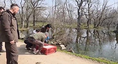 Bursa Karacabey'de yaban hayata özgürlük