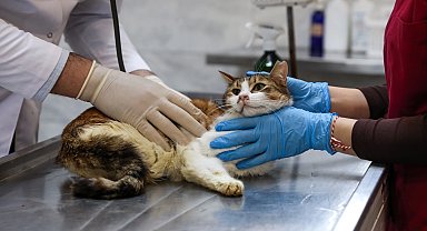 Bursa'da yaralıya kediye Büyükşehir şefkati