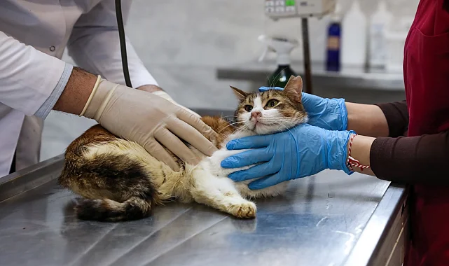 Bursa'da yaralıya kediye Büyükşehir şefkati