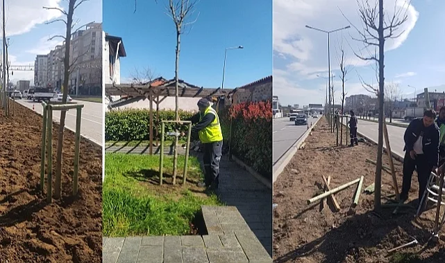 Bursa'nın 700 yıllık mirası 700 çınarla kök salıyor