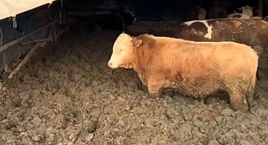 Çorum’da Hayvan Hakları İhlali