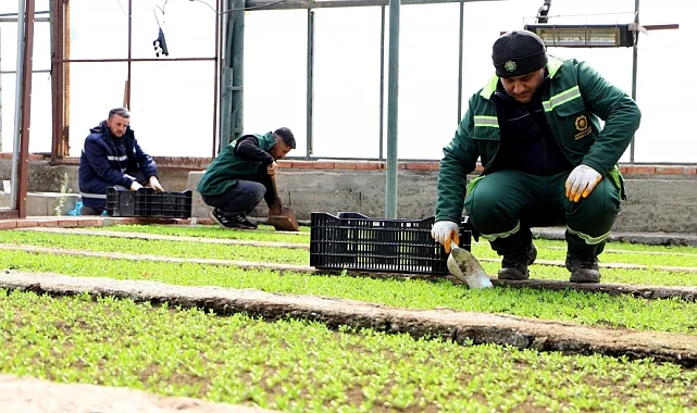 DBB 2 milyon Çin karanfili üretecek