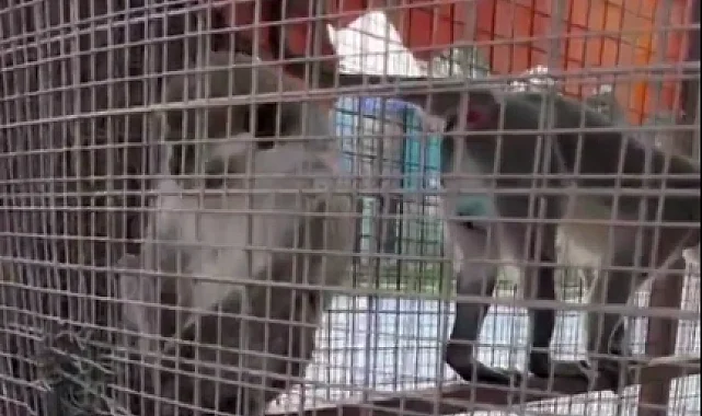 Denizli'de üç örümcek maymunu koruma altında