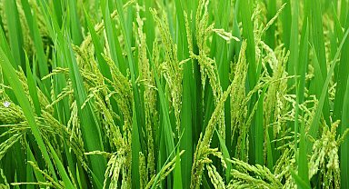 Edirne'de 2026 çeltik ekim başvuruları başladı