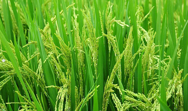 Edirne'de 2026 çeltik ekim başvuruları başladı